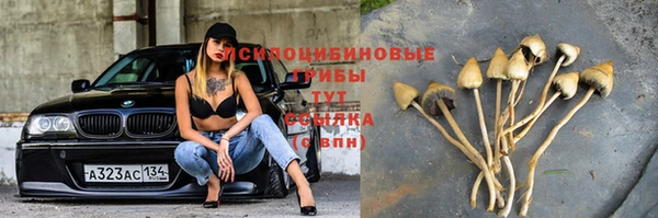индика Новозыбков