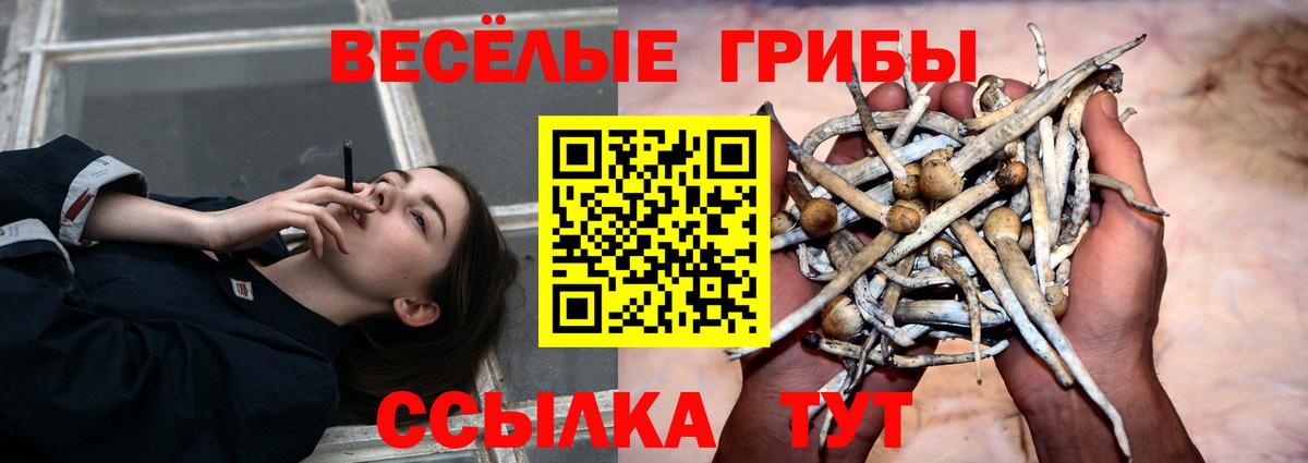 Галлюциногенные грибы Psilocybine cubensis Черкесск